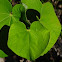 Eastern Redbud