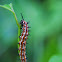 Variegated Fritillary Caterpillar