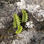 Fern