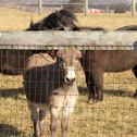 Donkey