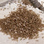 Termites