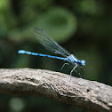 Blue Dragonfly