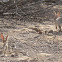 desert cottontail