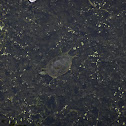 Western Painted Turtle