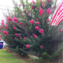 Crape Myrtle