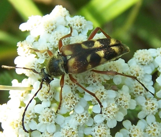 Spotting Image 1