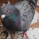 Pigeon