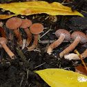 Laccaria sp.