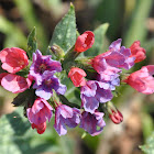 Raspberry Splash Lungwort