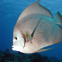 Gray angelfish