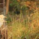 Cattle Egret