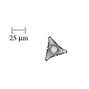 Desmid