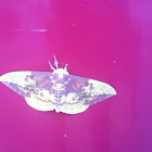 Imperial moth