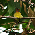 Brown-throated sunbird