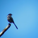 Western Scrub Jay