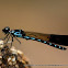 Damselfly