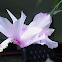 Christmas cactus