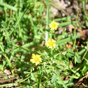 Yellow Wood Sorrel