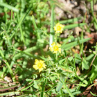 Yellow Wood Sorrel