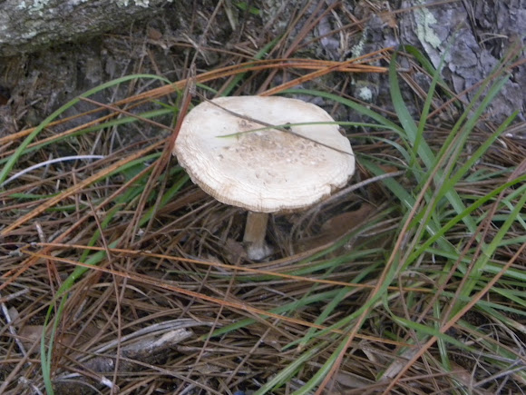 Spotting Image 1