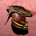 Giant African snail