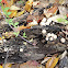Puffball fungus