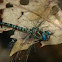 Swamp Darner
