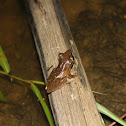 Common Treefrog