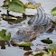 American alligator Alligator mississippiensis