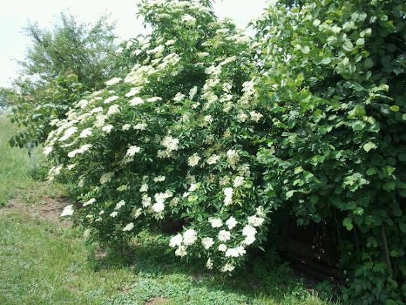 Spotting Image 1