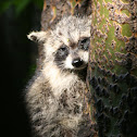 Raccoon