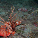Sculpin Scorpionfish