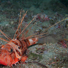 Sculpin Scorpionfish