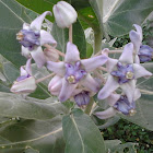 Crown flower