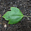 Red Maple