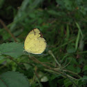 Three-Spot Grass Yellow