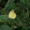 Three-Spot Grass Yellow