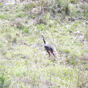 Wild Turkey