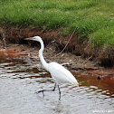 Great Egret