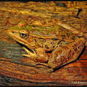 Southern Leopard Frog