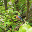 Eastern Bluebird