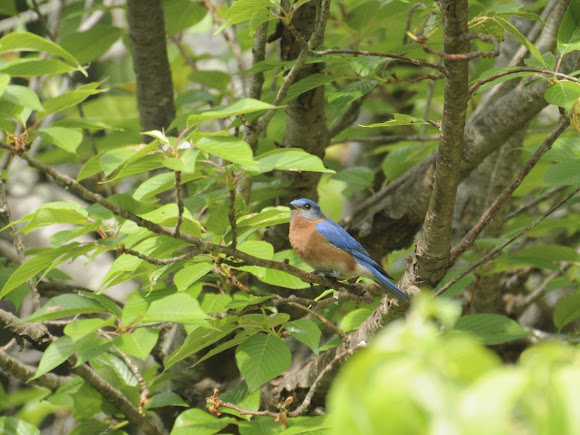 Spotting Image 1