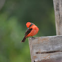 Vermilion Flycatcher