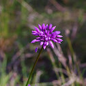 Purple Tassel