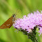 Brazilian Skipper