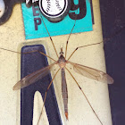 Mosquito Hawk