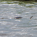 Eastern Diamondback Rattlesnake