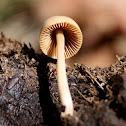 Halfglobe mushroom