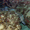 Spotted Moray Eel