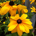 Black-eyed Susan